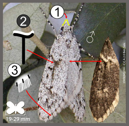 Diurnea fagella