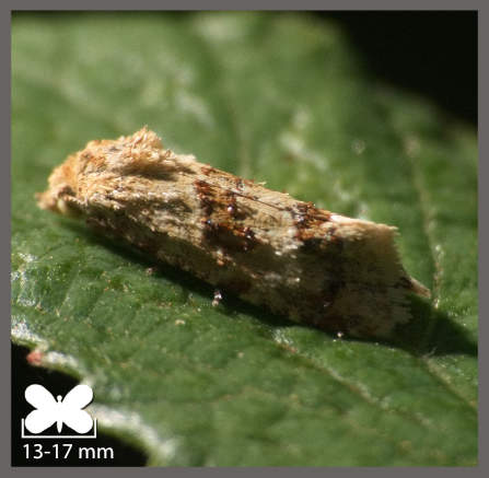 Cochylide de la Carotte