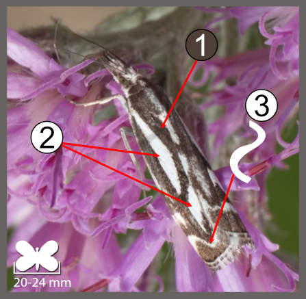 Catoptria luctiferella
