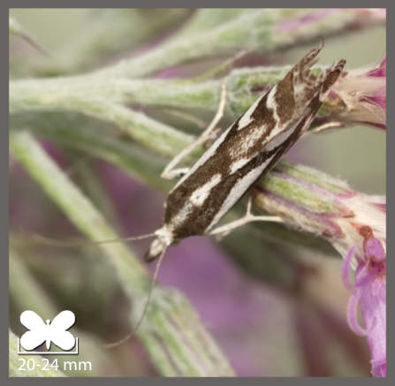 Crambus luctifère
