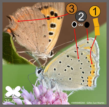 Lycaena sp.