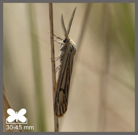 Spiris striata