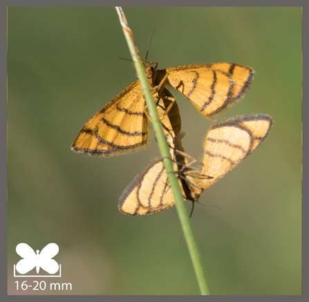 Acidalie des alpages - Idaea aureolaria