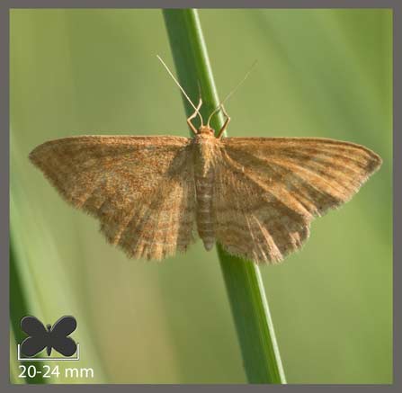 Acidalie ocreuse - Idaea ochrata