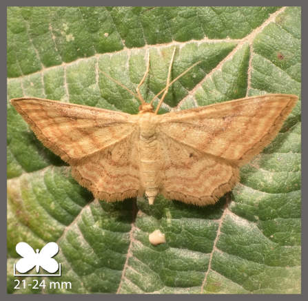 Acidalie rousse - Idaea rufaria