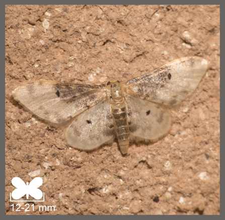 Acidalie rustique du Midi - Idaea filicata