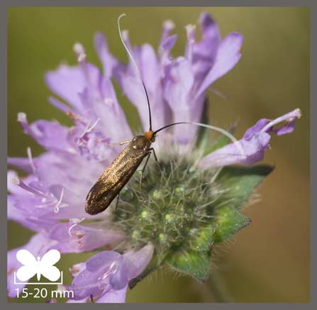 Adèle de la scabieuse - Nemophora metallica