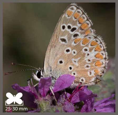 Argus brun - Aricia agestis