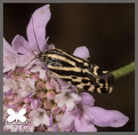 Arlequinette jaune - Emmelia trabealis