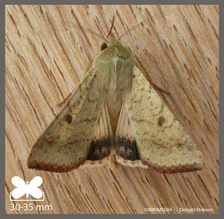 Armigère - Helicoverpa armigera