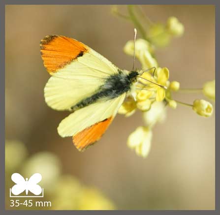 Aurore de Provence - Anthocharis euphenoides