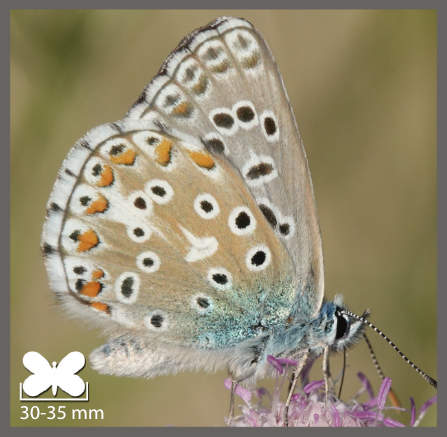Azuré bleu céleste - Lysandra bellargus