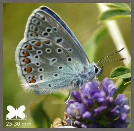 Azuré commun - Polyommatus icarus