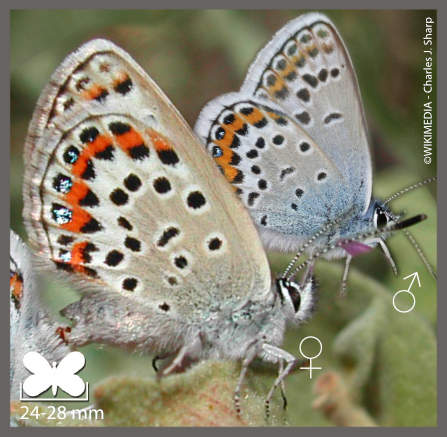 Azuré de l'ajonc - Plebejus argus