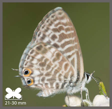 Azuré de la Luzerne - Leptotes pirithous