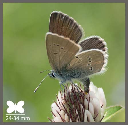 Azuré des Anthyllides - Cyaniris semiargus