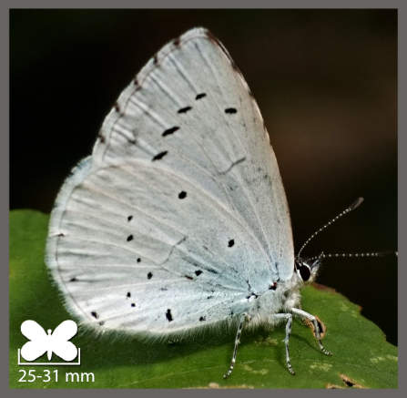 Azuré des nerpruns - Celastrina argiolus