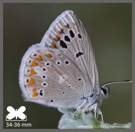 Azuré du mélilot - Polyommatus dorylas