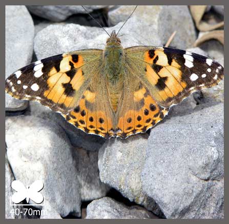 Belle-Dame - Vanessa cardui