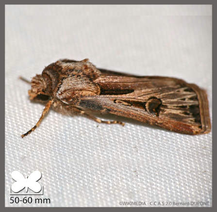 Bois-sec - Xylena exsoleta