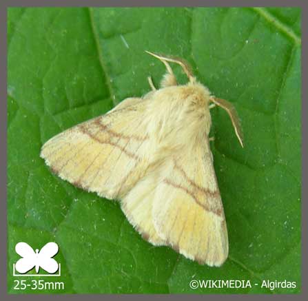 Bombyx à livrée - Malacosoma neustria