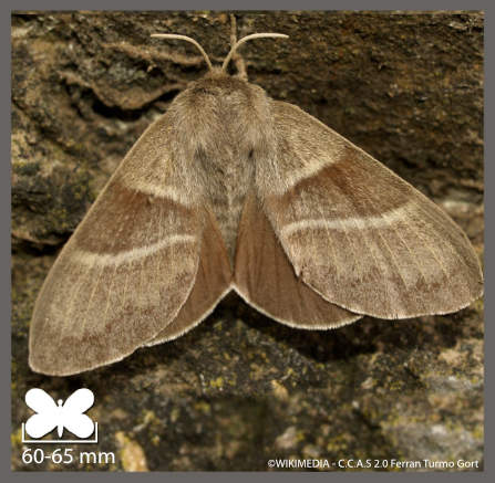 Bombyx de la Ronce - Macrothylacia rubi