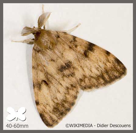 Bombyx disparate - Lymantria dispar