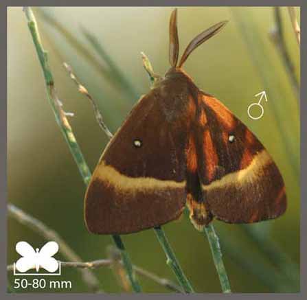 Bombyx du Chêne - Lasiocampa quercus