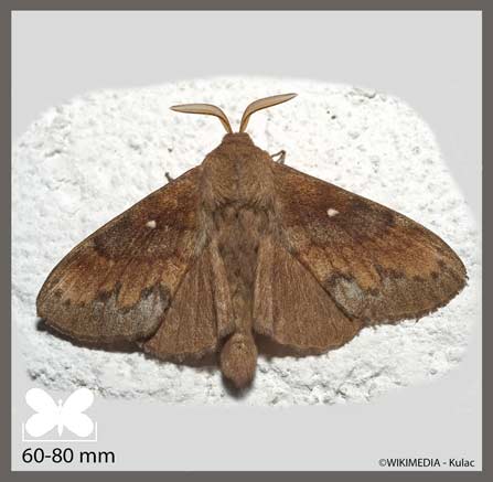 Bombyx du Pin - Dendrolimus pini