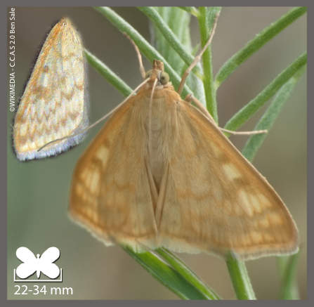 Botys vertical - Sitochroa verticalis