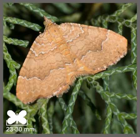 Brocatelle d'or - Camptogramma bilineata