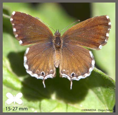 Brun des Pélargoniums - Cacyreus marshalli
