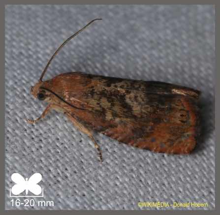 Carpocapse des glands - Cydia fagiglandana