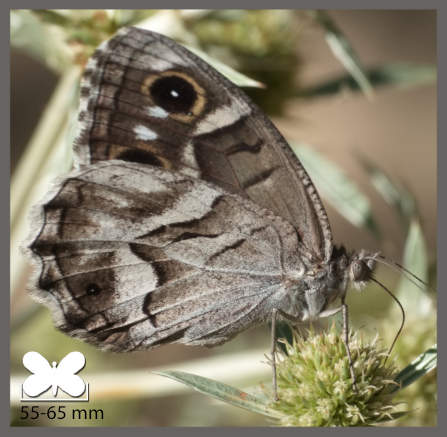 Chevron blanc - Hipparchia fidia