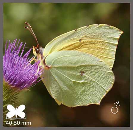 Citron de Provence - Gonepteryx cleopatra