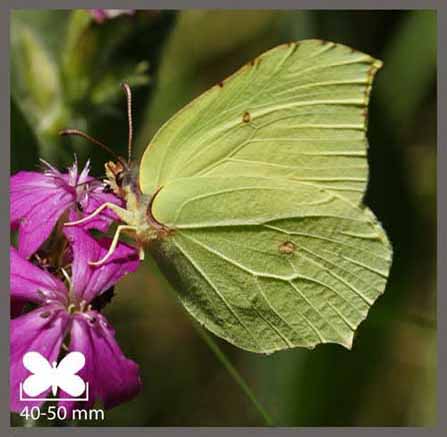 Citron - Gonepteryx rhamni