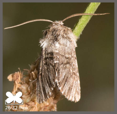 Cléophane du Muflier - Omphalophana antirrhinii