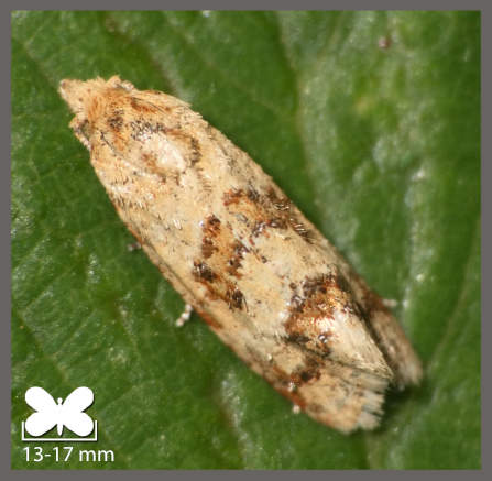 Cochylide de la Carotte - Aethes williana