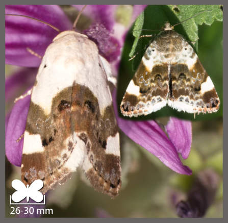 Collier blanc - Acontia lucida