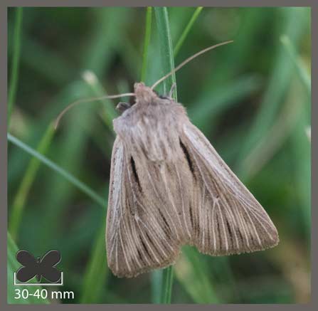 Comma blanc - Leucania comma