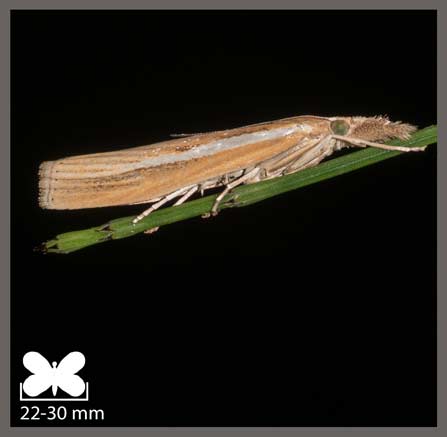 Crambus des tiges - Agriphila tristella