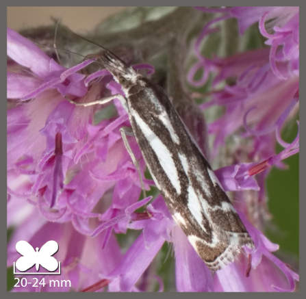 Crambus luctifère - Catoptria luctiferella