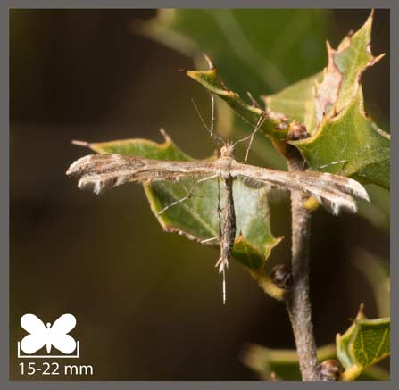 Crombrugghia distans - Crombrugghia distans