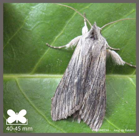 Cucullie de la Camomille - Cucullia chamomillae