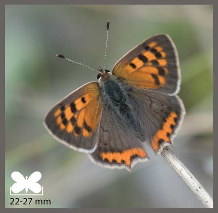 Cuivré commun - Lycaena phlaeas