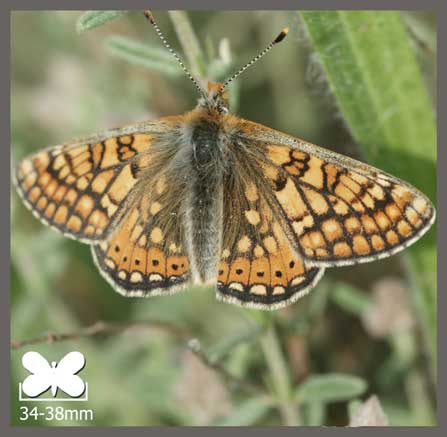 Damier de la Succise - Euphydryas aurinia
