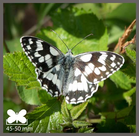 Demi-Deuil - Melanargia galathea