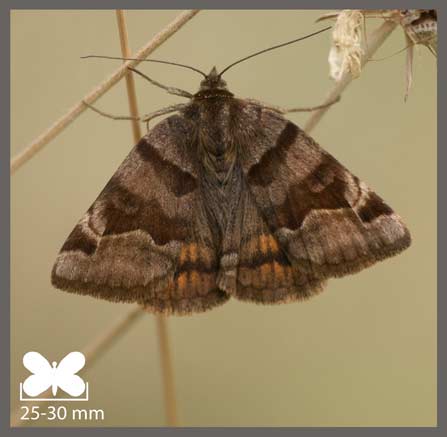 Doublure jaune - Euclidia glyphica