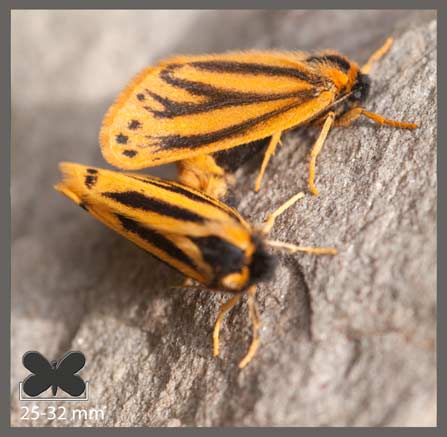 Écaille alpine - Setina aurita