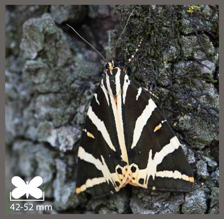 Écaille chinée - Euplagia quadripunctaria